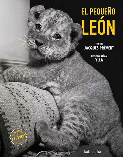 El pequeño león 'El pequeño león'